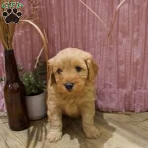 Finley, Mini Goldendoodle Puppy